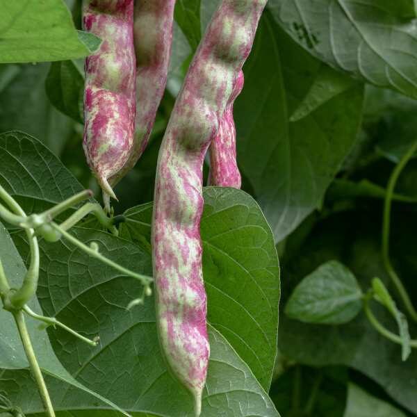 bean-borlotto-lingua-di-fuoco-seeds bean-borlotto-lingua-di-fuoco-seeds
