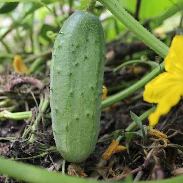 cucumber-national-pickler-seeds-3 cucumber-national-pickler-seeds-3