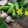 cucumber-national-pickler-seeds-7