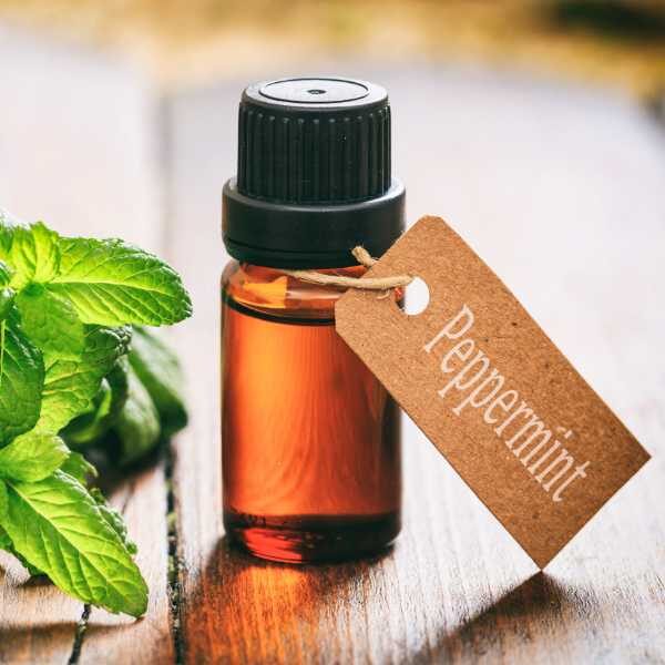 herb-peppermint-seeds-1 herb-peppermint-seeds-1