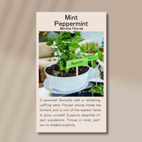mint-pepppermint-front mint-pepppermint-front