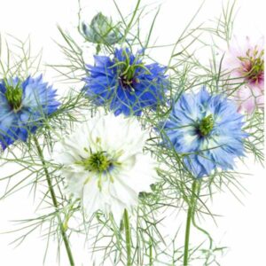 Nigella