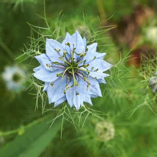 nigella-miss-jekyll double-mix-seed3