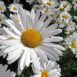 white-chrysanthemum-seeds