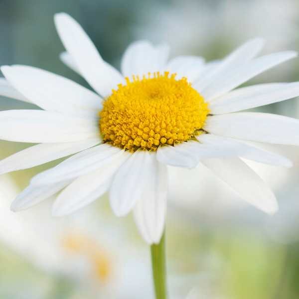 white-chrysanthemum-seeds3 white-chrysanthemum-seeds3