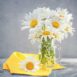 white-chrysanthemum-seeds4