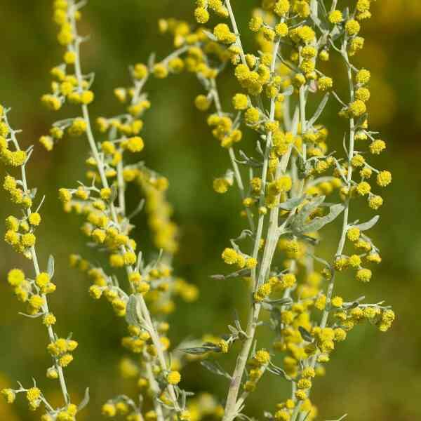 wormwood-seeds-3 wormwood-seeds-3