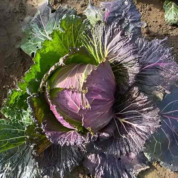 cabbage-verona-purple-seeds-1 cabbage-verona-purple-seeds-1
