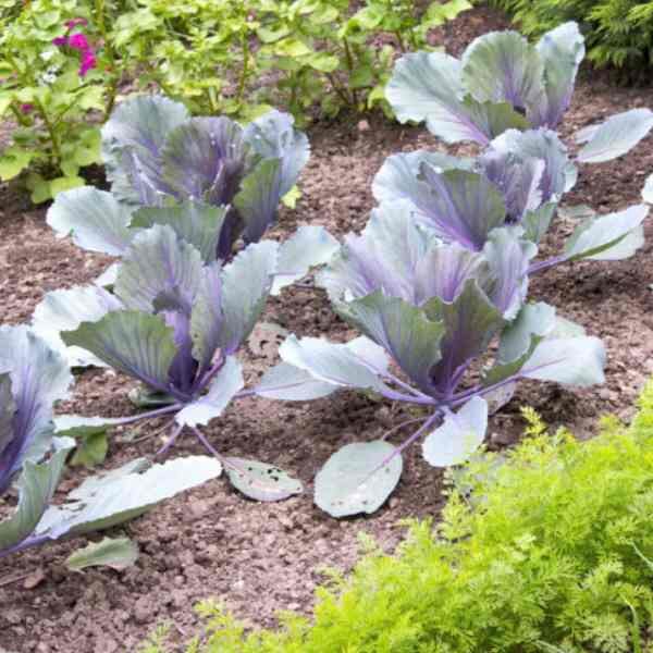 cabbage-verona-purple-seeds-3 cabbage-verona-purple-seeds-3