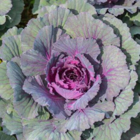cabbage-verona-purple-seeds