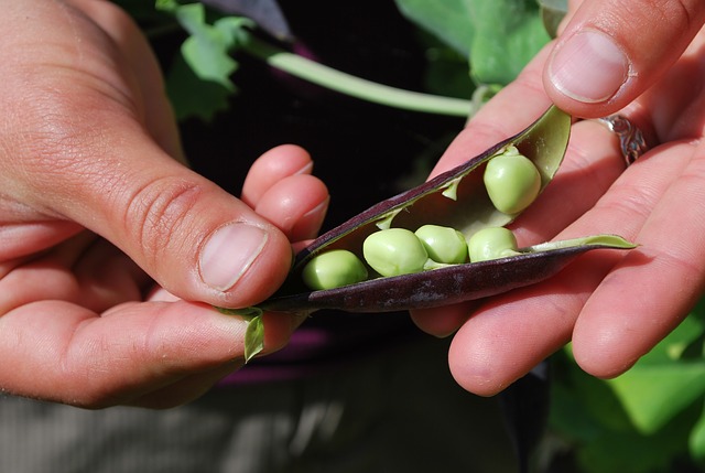 The three Types of Seed to Save