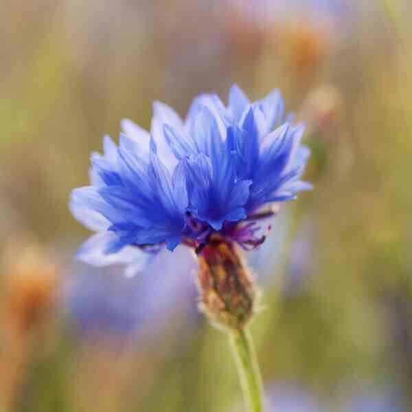cornflower-blue-boy-seeds-2 cornflower-blue-boy-seeds-2