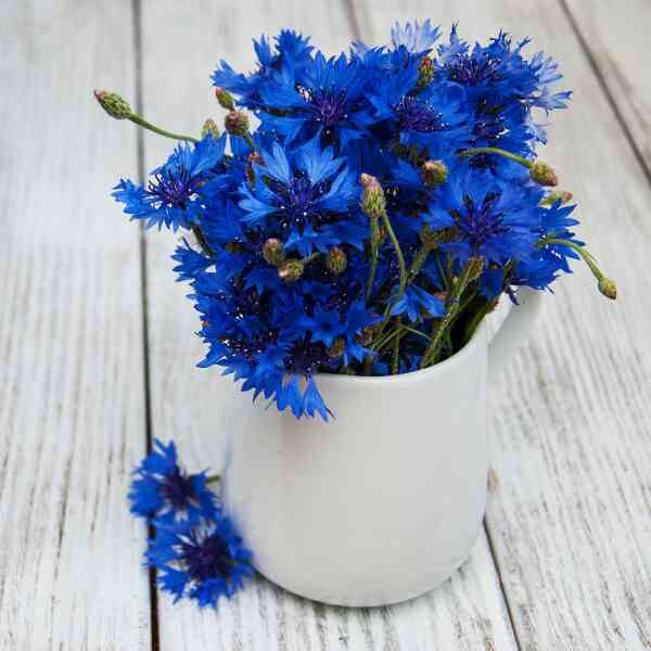 cornflower-blue-boy-seeds-3 cornflower-blue-boy-seeds-3