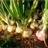 onion-pukekohe-seeds-3
