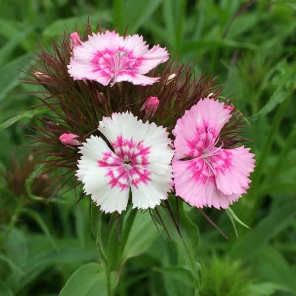 dianthus-wee-willie-seed2 dianthus-wee-willie-seed2