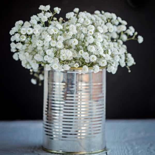 gypsophilia-snowflake-seed-2 gypsophilia-snowflake-seed-2