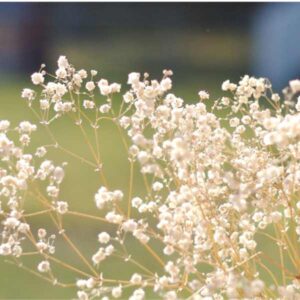 Gypsophila