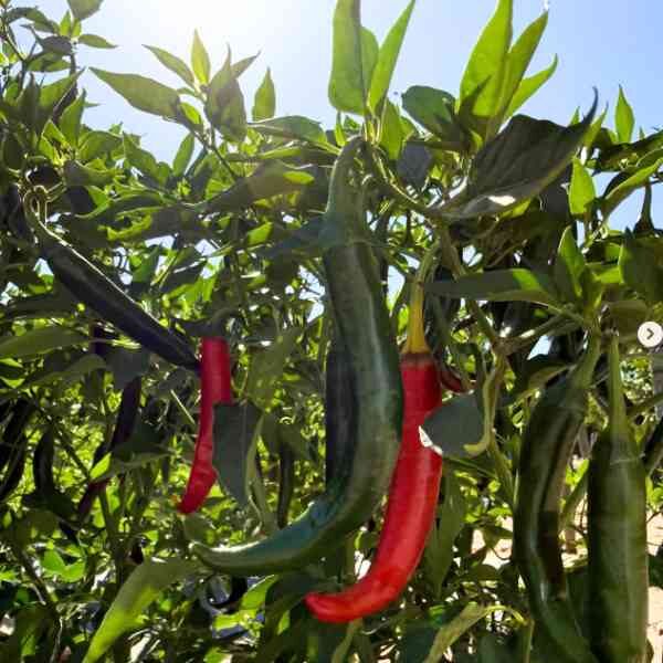 serrano-chilli-seeds-4 serrano-chilli-seeds-4