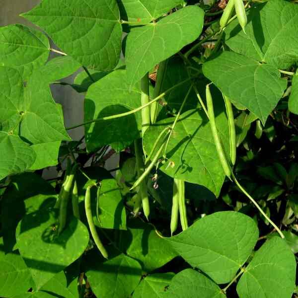 bean-provider-seeds-1 bean-provider-seeds-1