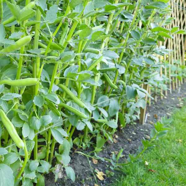 bean-provider-seeds-2 bean-provider-seeds-2