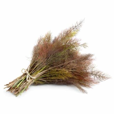 fennel-smokey-bronze-seeds