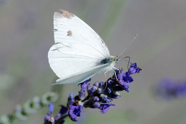 Cabbage Butterfly Tips