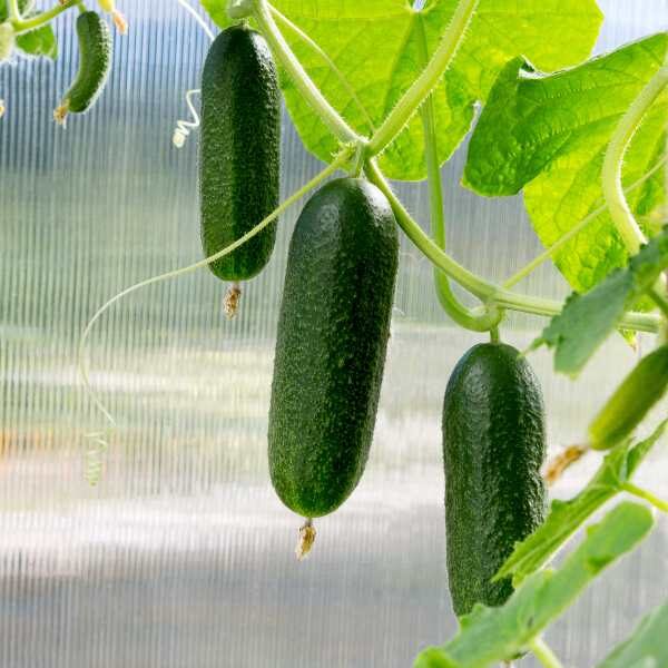 cucumber-lebanese-biet-alpha-seeds-3 cucumber-lebanese-biet-alpha-seeds-3
