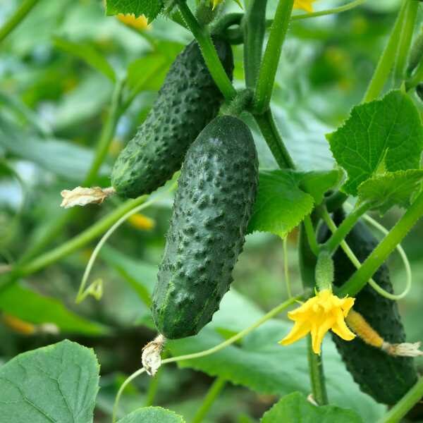 cucumber-lebanese-biet-alpha-seeds cucumber-lebanese-biet-alpha-seeds