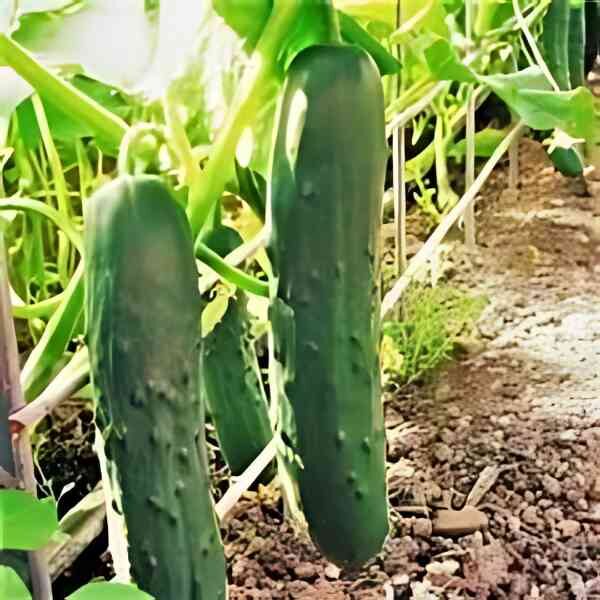 cucumber-marketmore-seeds-2 cucumber-marketmore-seeds-2