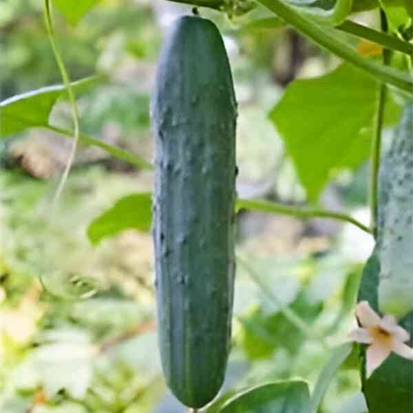 cucumber-marketmore-seeds-4 cucumber-marketmore-seeds-4