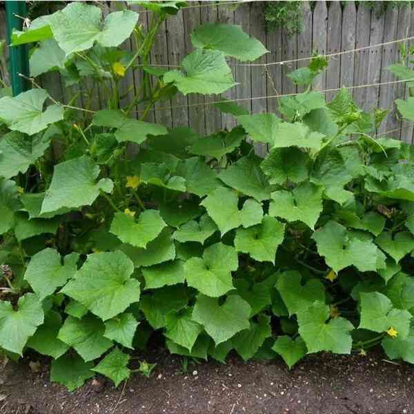 cucumber-marketmore-seeds-5 cucumber-marketmore-seeds-5