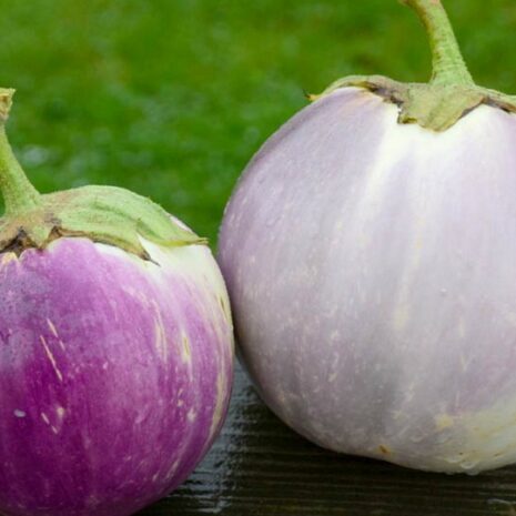 eggplant-rosa-bianca-seed