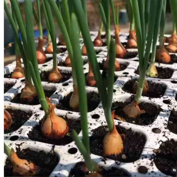 gladalan brown-seeds-2 gladalan brown-seeds-2