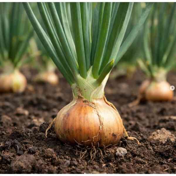 gladalan brown-seeds-4 (1) gladalan brown-seeds-4 (1)