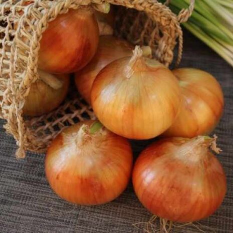 onion-gladalan-brown-seed
