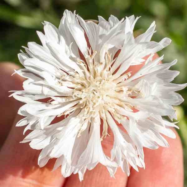 cornflower-white-seeds-2 cornflower-white-seeds-2