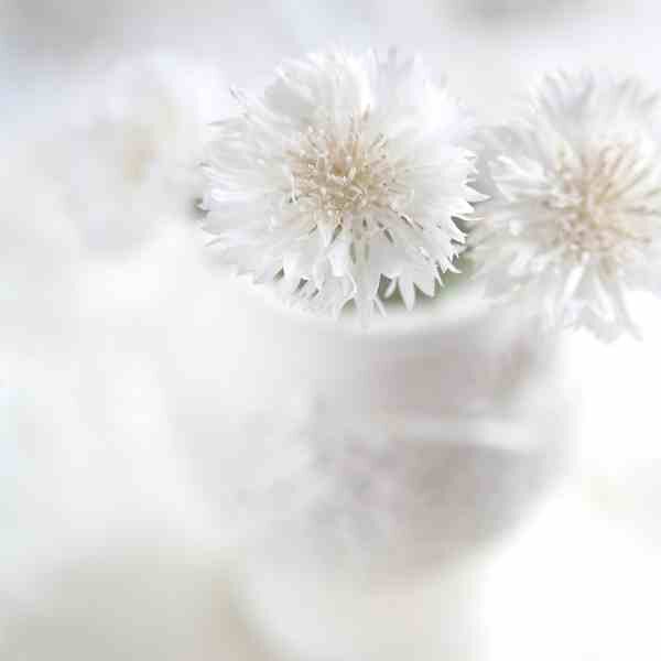 cornflower-white-seeds-3 cornflower-white-seeds-3