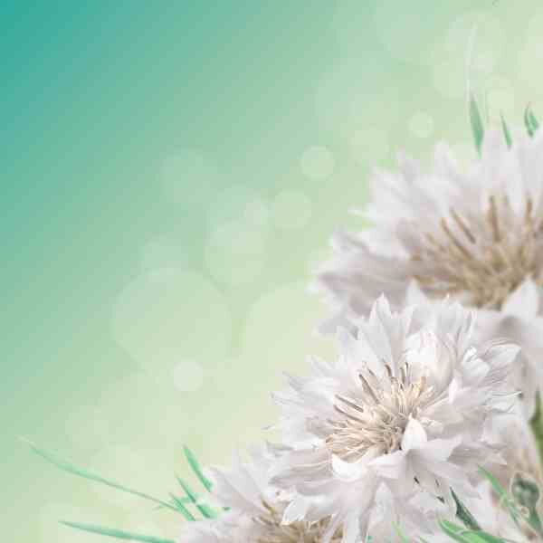 cornflower-white-seeds-4 cornflower-white-seeds-4