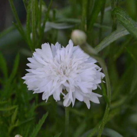 flower-cornflower-white-ball-seeds