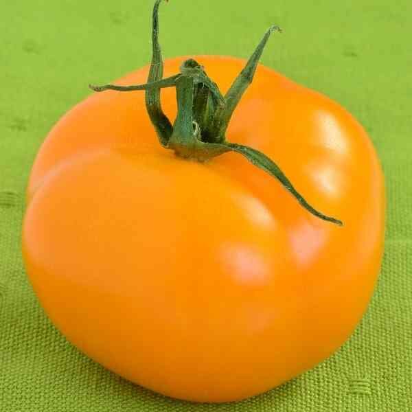 golden-sunrise-tomato-seed-2 golden-sunrise-tomato-seed-2