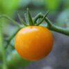golden-sunrise-tomato-seed-3