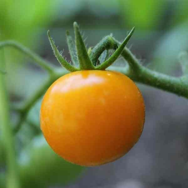 golden-sunrise-tomato-seed-3 golden-sunrise-tomato-seed-3