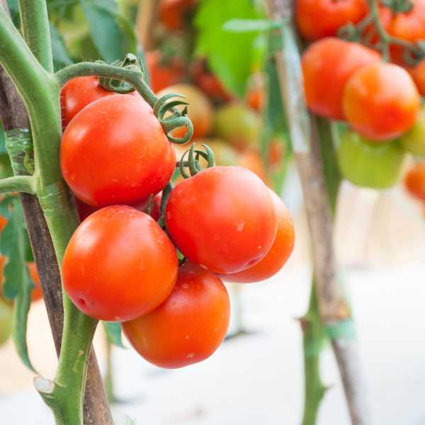 Indeterminate And Determinate Tomatoes