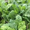 spinach-english-winter-giant=seeds