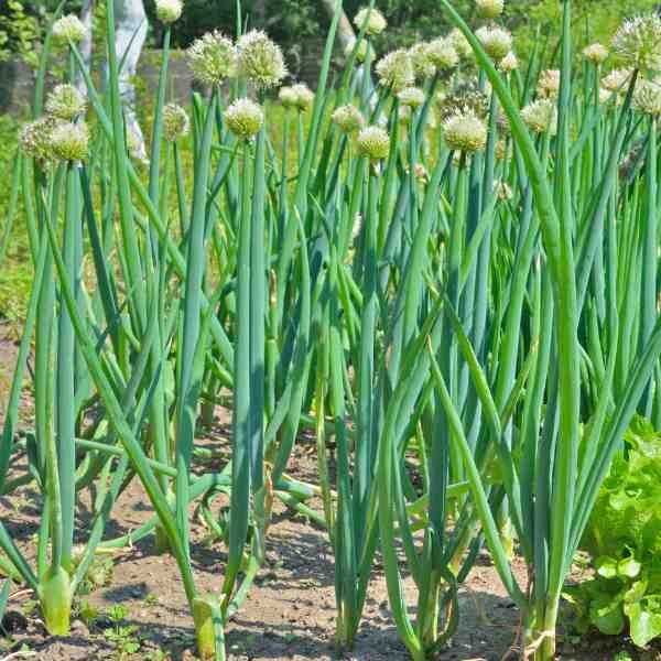 spring-onion-pompeii-seeds-1 spring-onion-pompeii-seeds-1