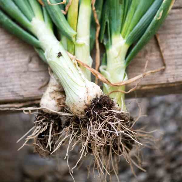 spring-onion-pompeii-seeds-2 spring-onion-pompeii-seeds-2