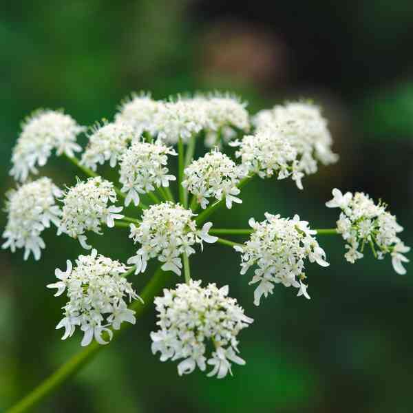 angelica-seeds-2 angelica-seeds-2