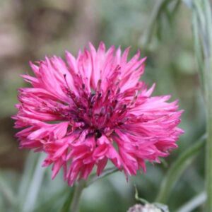 Cornflower