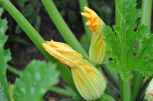 Seed Saving: Zucchini