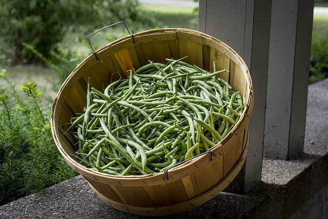 Seed Saving: Beans